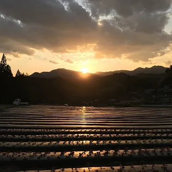 (NPO法人) ハンサムガーデン紹介