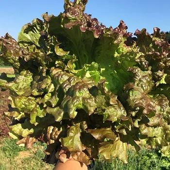 (NPO法人) ハンサムガーデン紹介